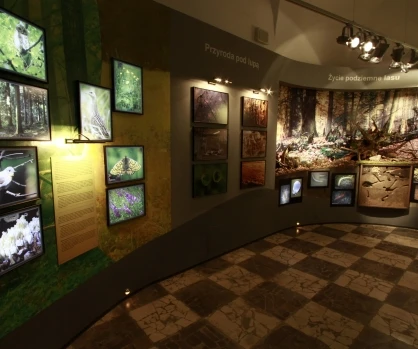 Sala Muzeum Przyrodniczego W Głębi Ziemi